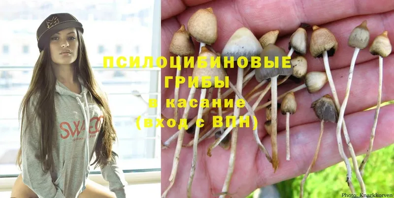 blacksprut зеркало  Баймак  Псилоцибиновые грибы Psilocybine cubensis 